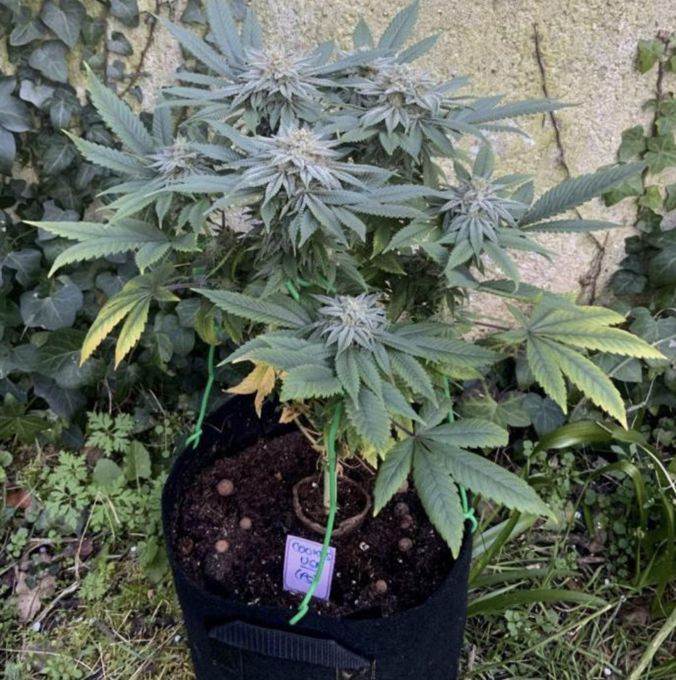 Ibrido autofiorente Auto Cookies USA ispirato alla genetica Cookies